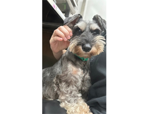 生徒が撮影したモデル犬たち♪